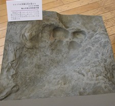 ミエゾウの足跡化石の型どり